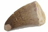 Fossil Mosasaur (Prognathodon) Tooth - Morocco #217009-1